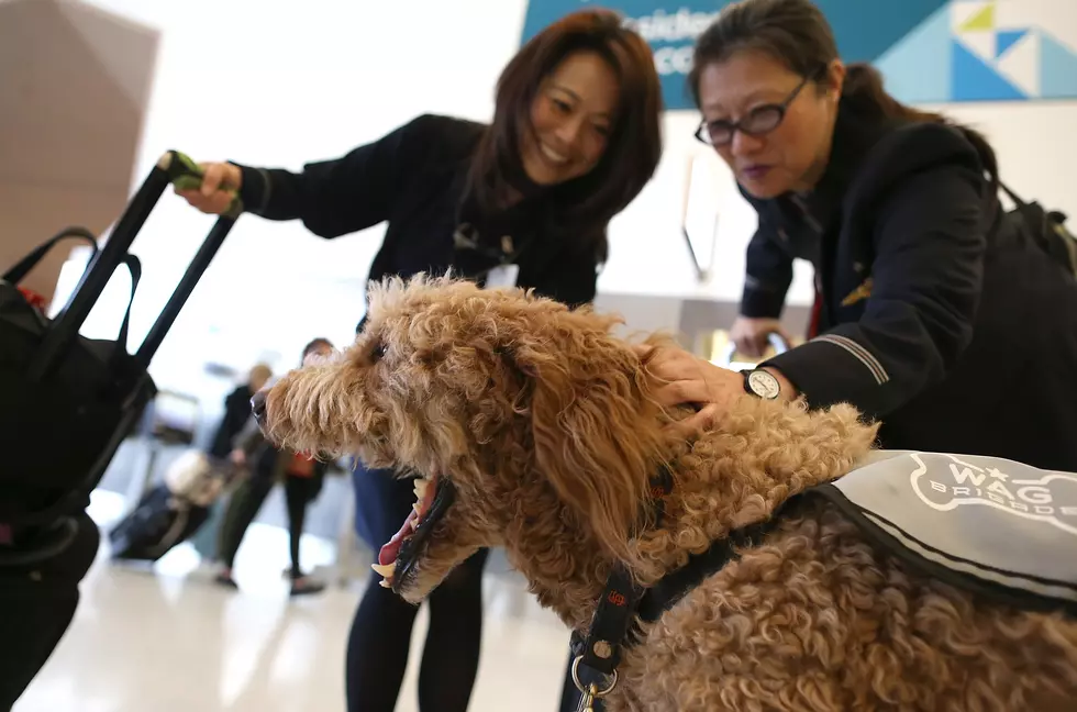 WHAT SUPPORT PETS SHOULD BE BANNED FROM AIRPLANES?