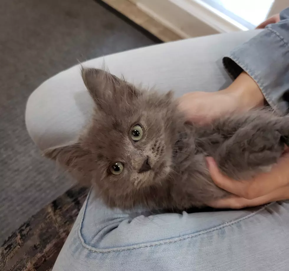 #adoptlansing - CAHS & Fur Baby Friday with Dragon (kitten)