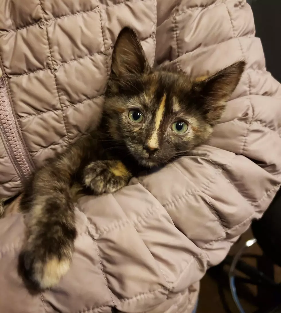 Fur Baby Friday &#8211; Meet And Adopt Badger/2 Month Old Kitten