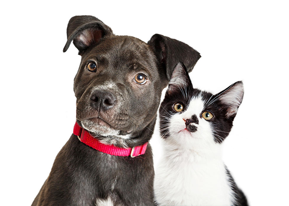 Adopt A Lucky Charm (Pet) for $15 w/ICAS March 13th &#8211; 17th