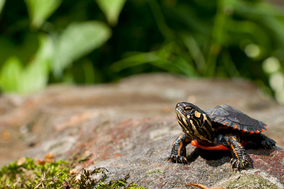 You&#8217;ve Heard of a State Bird&#8230;But Michigan Also Has a State Reptile?