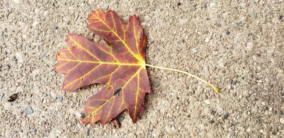 Let&#8217;s Find Michigan&#8217;s Most Interesting Fall Leaf