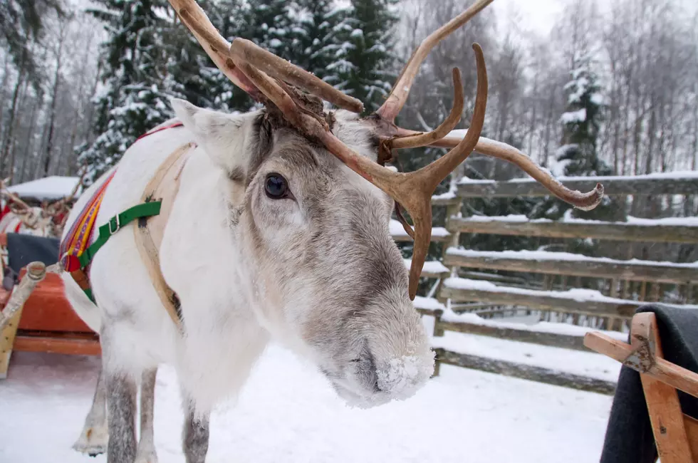A New Holiday Tradition: Drive-Thru Reindeer Visits with CADL