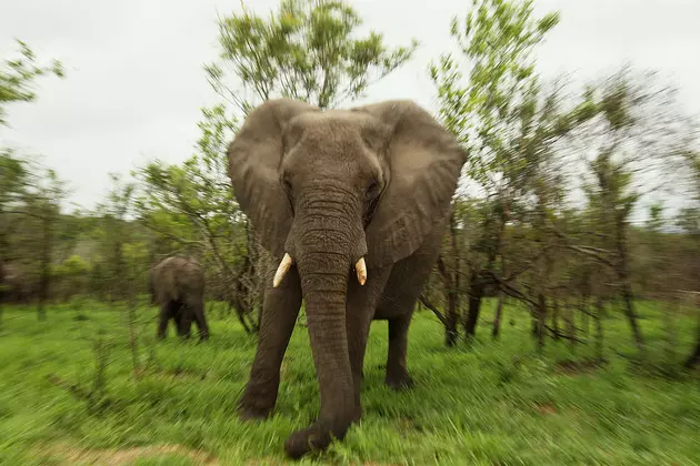 Video: Dad Climbs Into Elephant Enclosure And Drops His 2 Yr Old