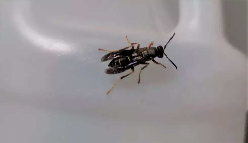 Do You Know What Kind Of Bug This Is?