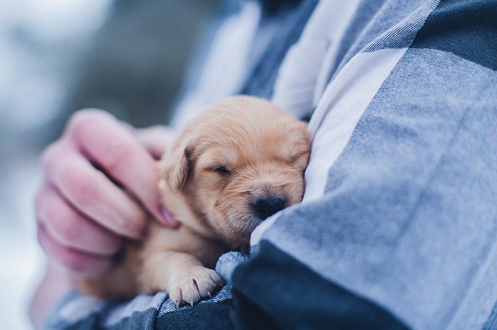 An Open Letter To Those Missing Pups On National Puppy Day