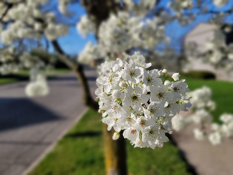 Beautiful Flowering Dogwood Trees Mean Spring Is Here In Michigan