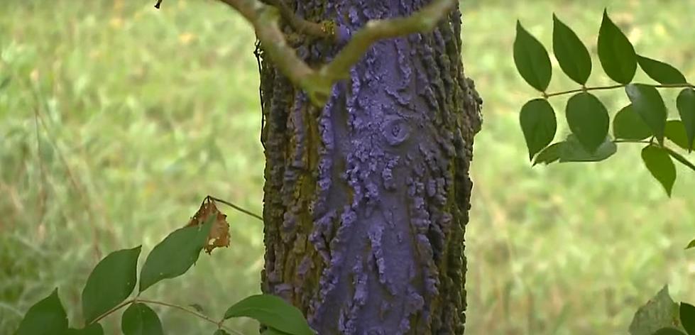 There’s Purple Paint on a Fence or Tree in Michigan, What Does That Mean?