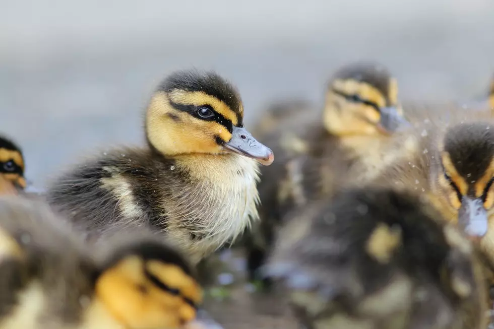 East Lansing Public Works Rescues 13 Cute Little Ducklings
