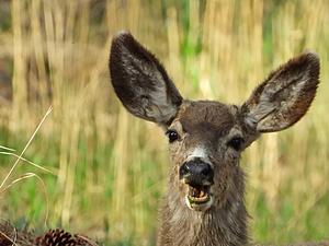 Is It Just Me Or Have You Had Deer In Michigan Gasp At You Too?