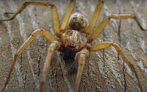 Michigan Spiders: Have You Ever Heard Of A Hobo Spider?
