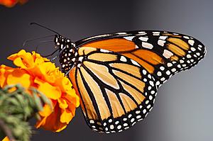 Why Are Monarch Butterflies Disappearing Here in Mid-Michigan?