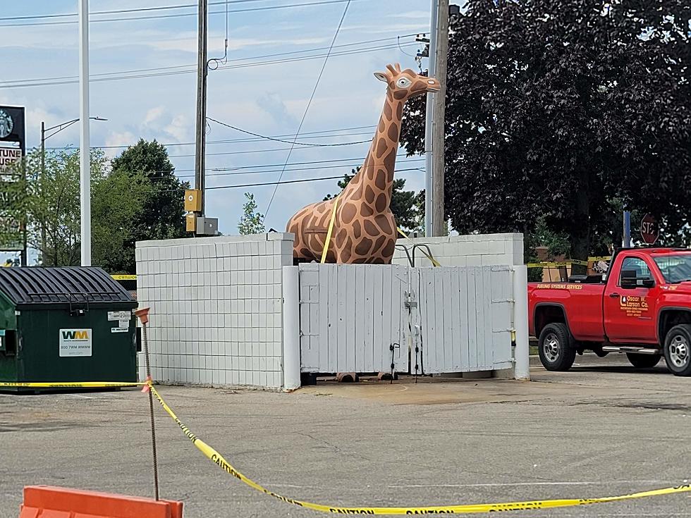 You Move ONE Giraffe And A Whole City Loses Its Mind