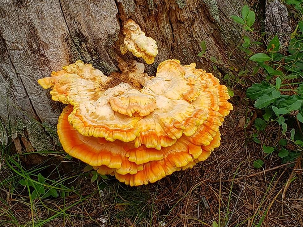 HELP, What’s This Big Yellow Mushroom Thing Growing Out Of This Tree?