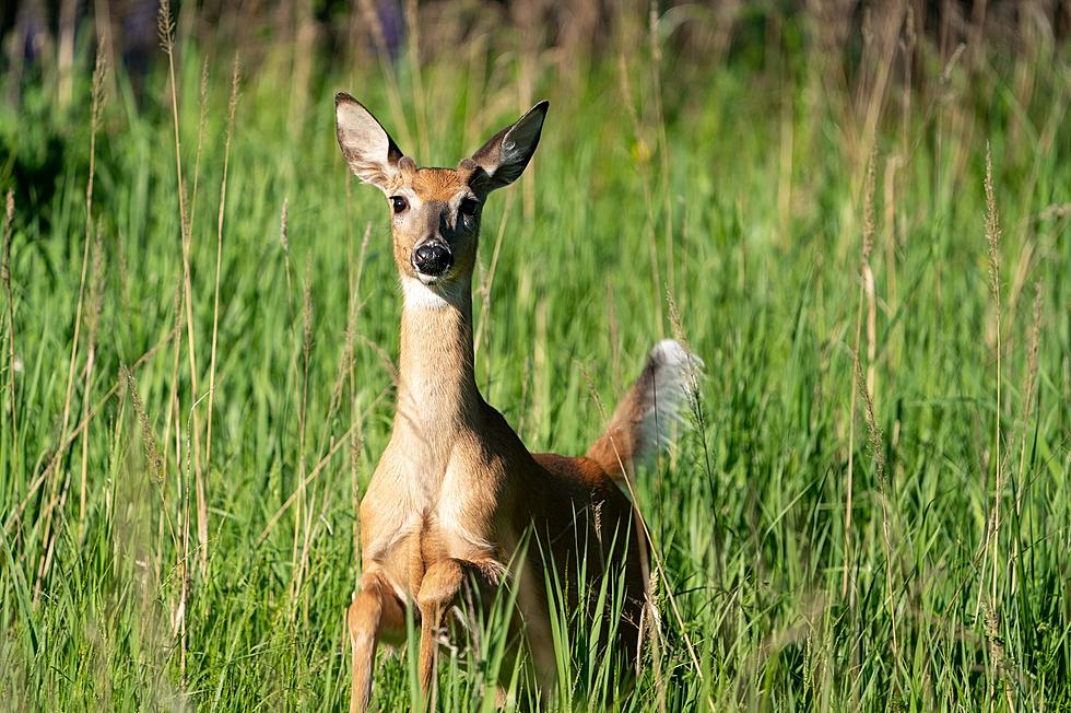 Wait, Michigan Deer Are Testing Positive for COVID-19 Antibodies?