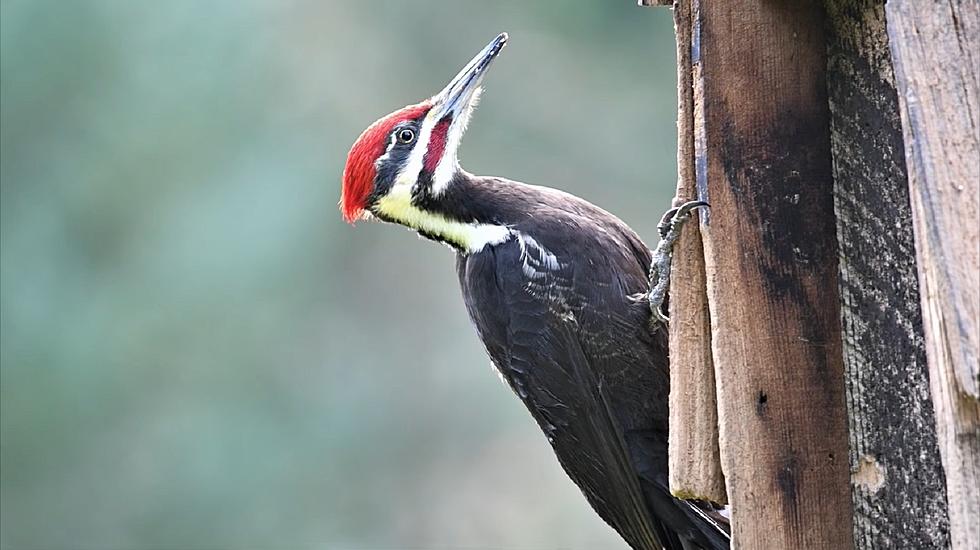 Michigan Backyard Discoveries: What’s the Deal With Woodpeckers?