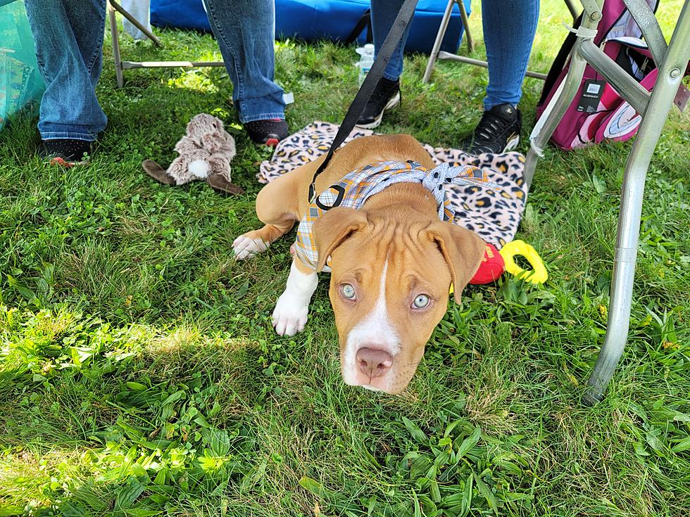 See Cute Puppies From the CAHS Walk For The Animals