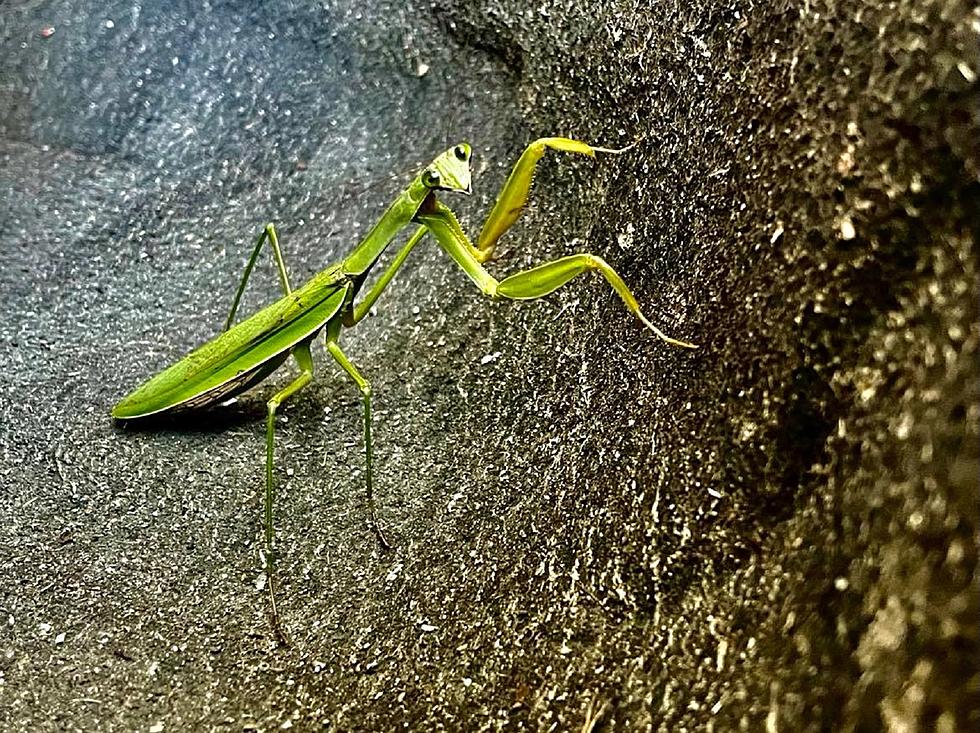 Michigan Backyard Discoveries: Did You Know There Are Only Two Species of Praying Mantis in Michigan?