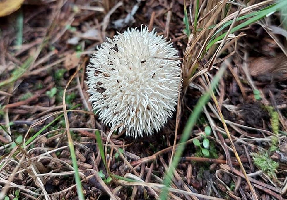 Michigan Backyard Discoveries: Ever See This Fun-Looking Fungi?