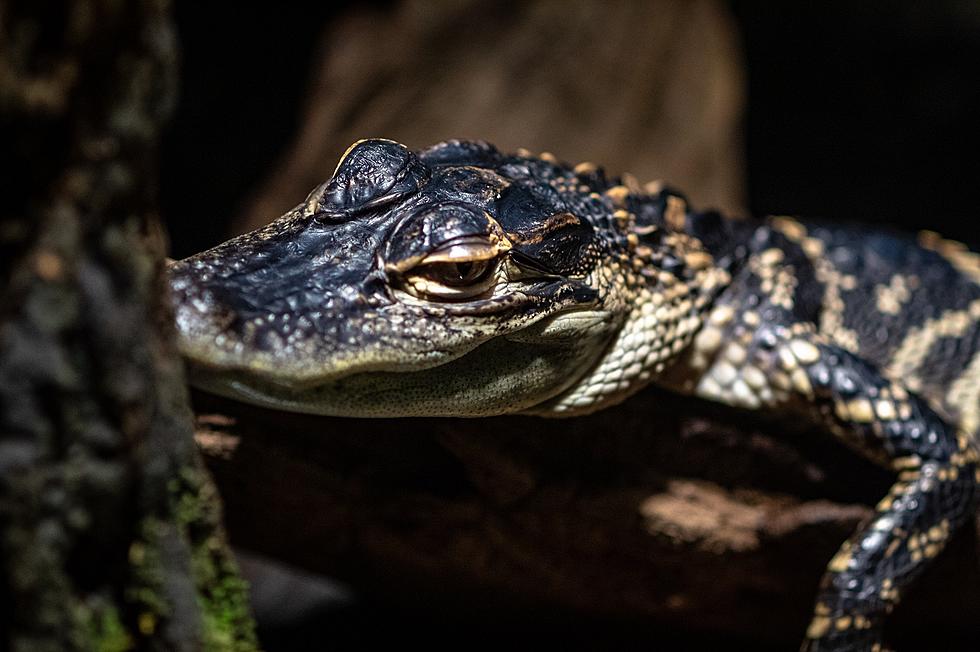 Move Over “Baby Shark”, This Michigan Baby Alligator is Taking Over