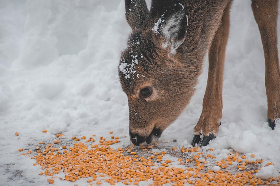 Your Fruit Scraps Could Make a Nice Treat for Michigan Deer and Other Wildlife