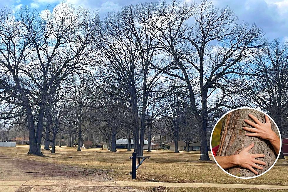 How Are These Old Trees Causing Controversy In Jackson?