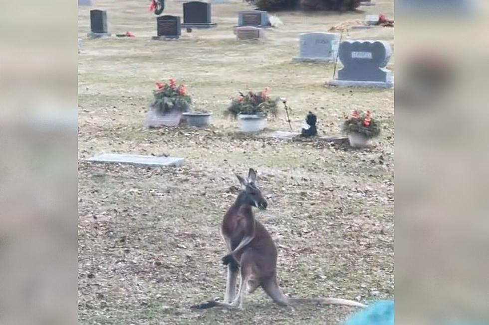 Surprising Video Shows Kangaroo Casually Hopping Through Michigan Cemetery