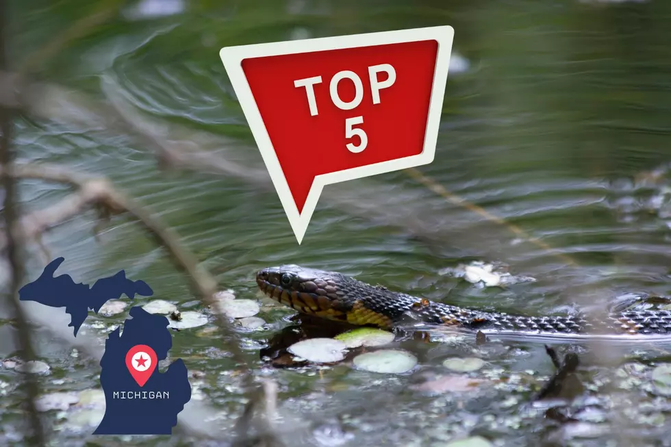 Beware! These Are The Top 5 Most Snake Infested Lakes In Michigan