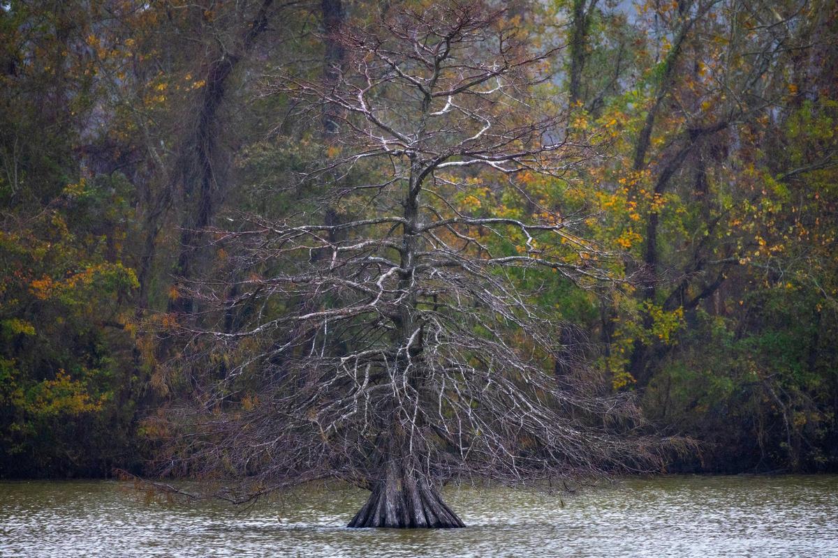 Must-Know: The Real Reason ‘Exploding Trees’ Happen