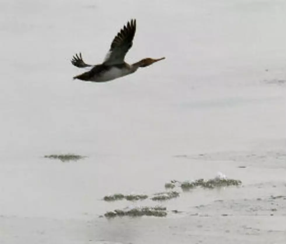 What Birds Are You Hearing in Greater Lansing?