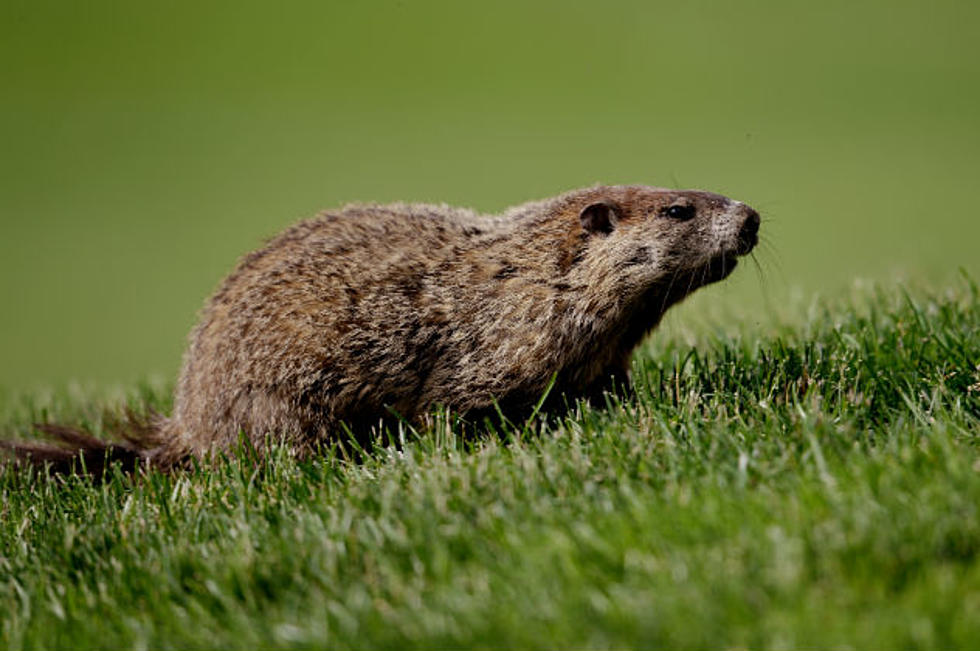 Monday Hilarity: British Blokes Making Animal Jokes