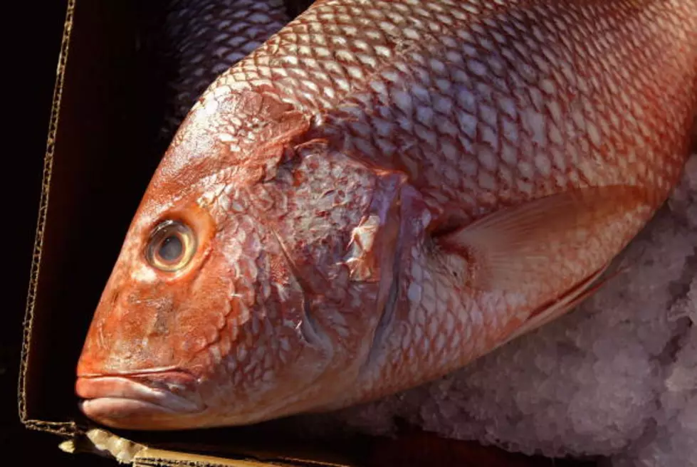 Record Snapper Caught!