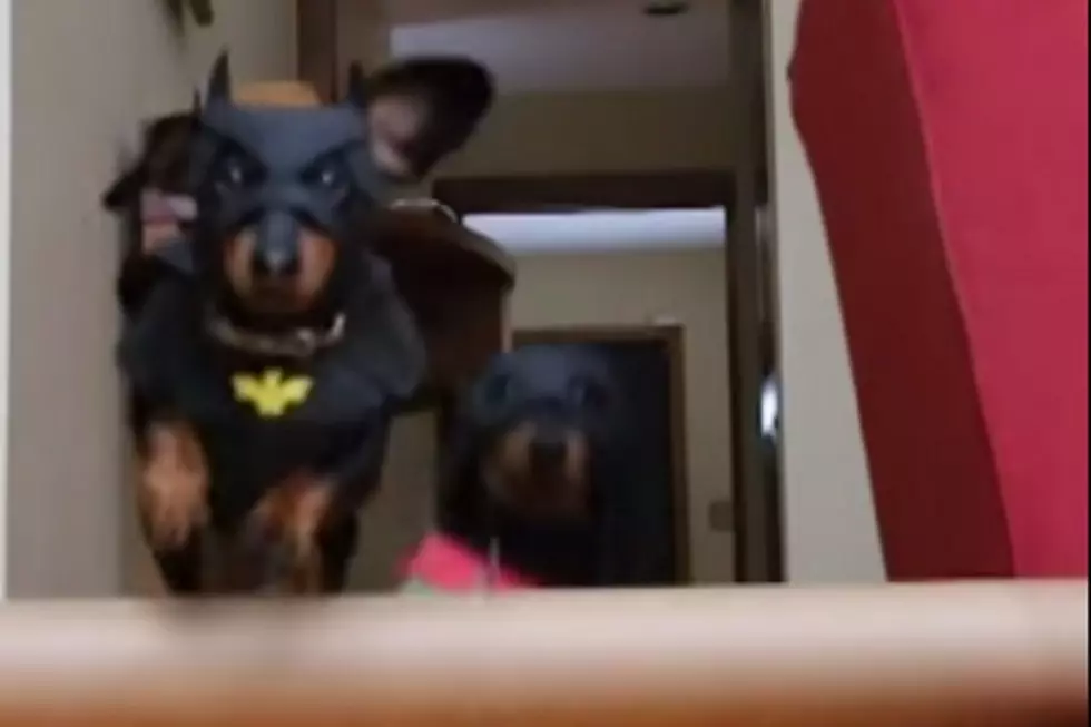 Batdog and Robin: Dog Heroes