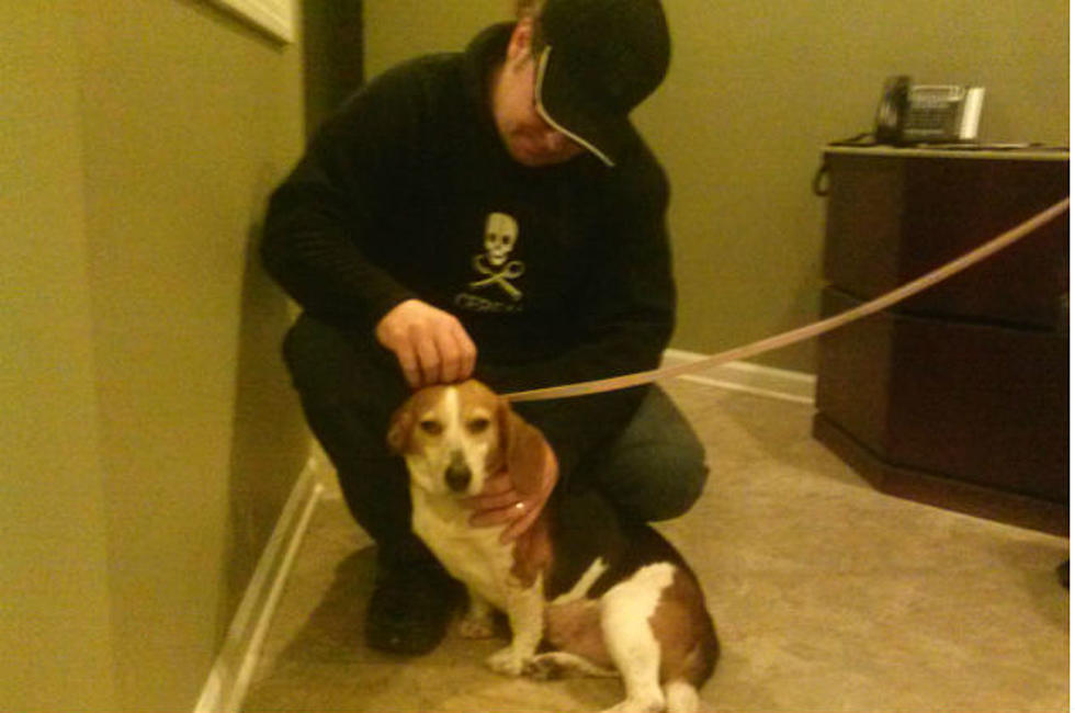 Polly the Sweet Beagle Visits the Studio Looking for a Good Home