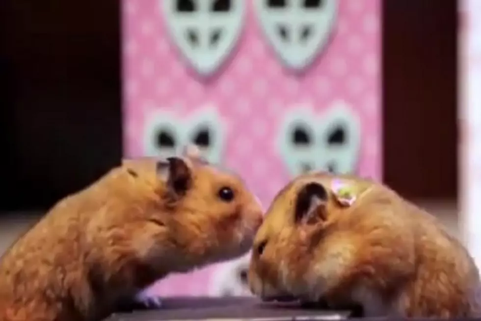 Tiny Hamster Date More Romantic Than Most Ladies Will Have This Valentine’s Day