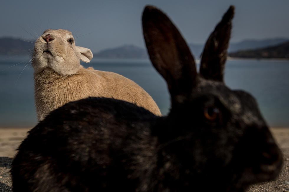 DEA Warns: Legal Pot Could Lead to Stoned Rabbit Attacks