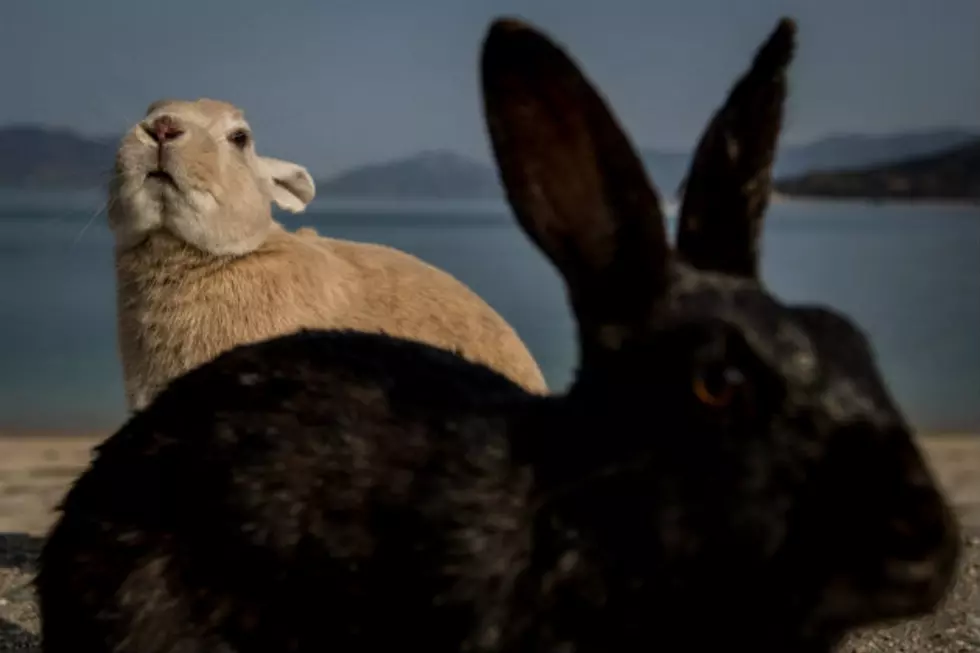 DEA Warns: Legal Pot Could Lead to Stoned Rabbit Attacks