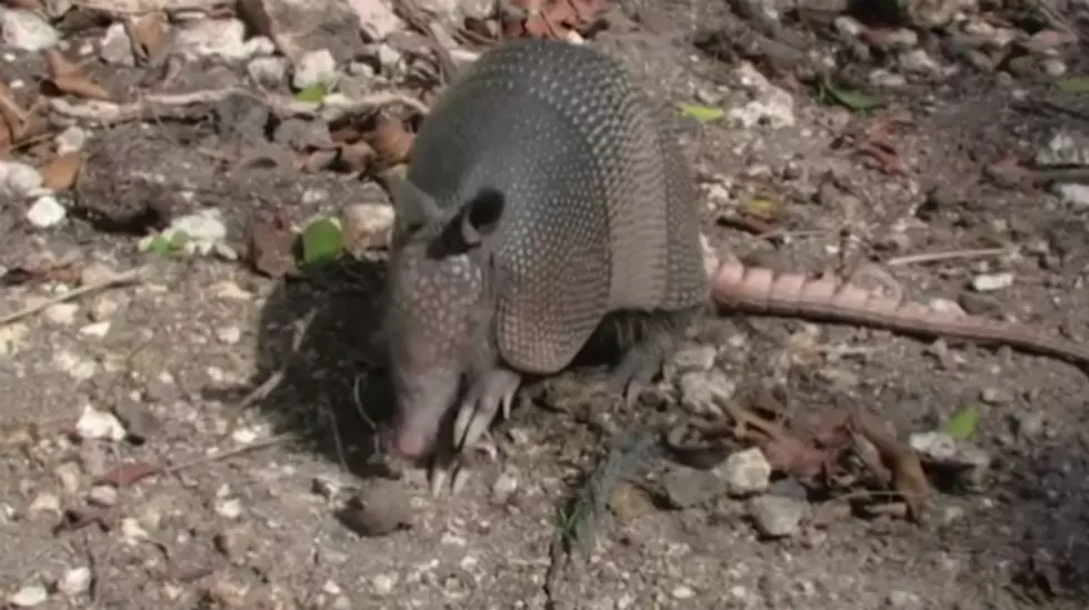 Man Shoots Armadillo&#8230;and His Mother-in-Law