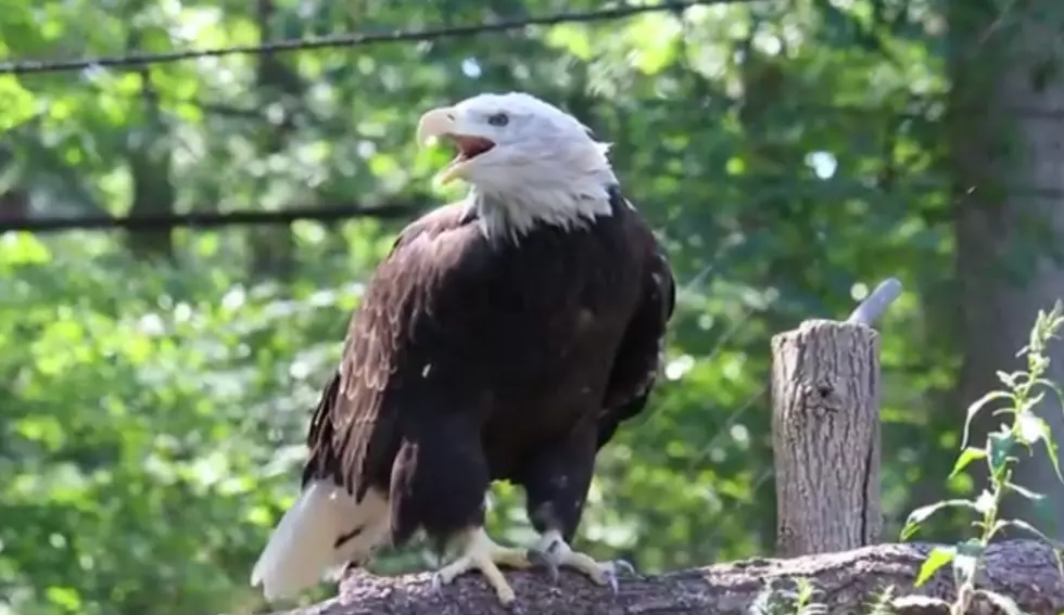 Bald Eagles Nesting in Lansing