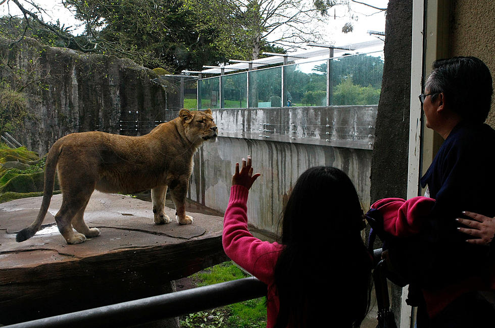 Lansing’s Potter Park Zoo Days This Week