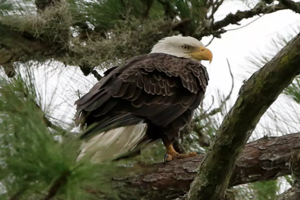 Eagle Cam Gives Viewers Awful Eyeful Of Nature