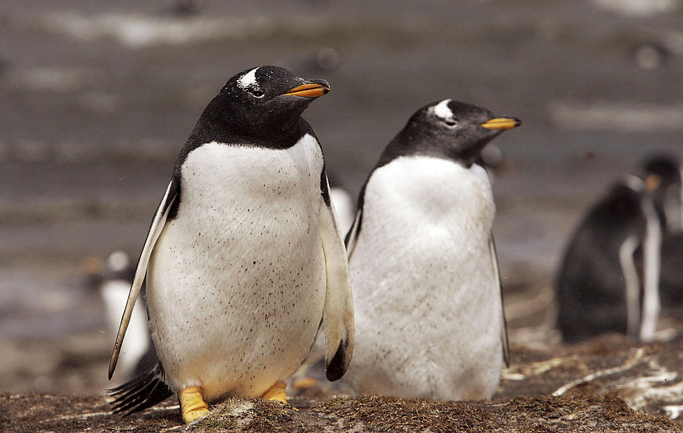 Watch Detroit Zoo Penguins March To Their New Home