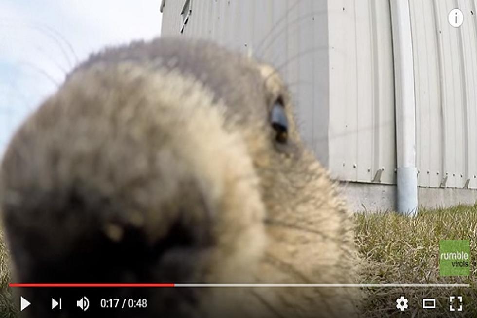Curious Gopher Discovers Go-Pr Camera- Puts on a show