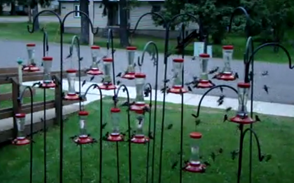 Michigan Man’s Viral Video of Hummingbirds