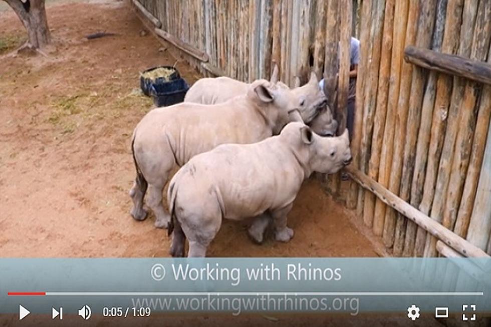 Aww Moment: Ever Hear a Baby Rhino Cry?