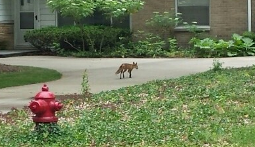 Is This a Fox or Coyote?