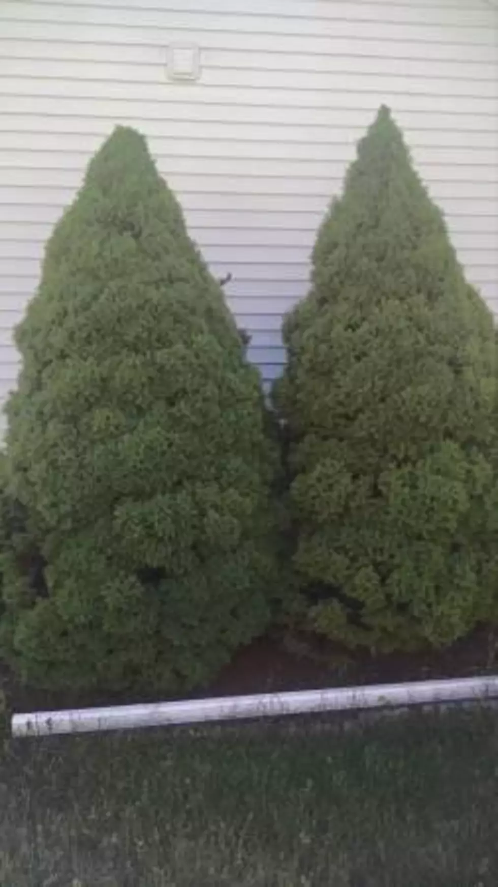 Whoa! You Can HAVE THESE TREES in Holt for FREE!