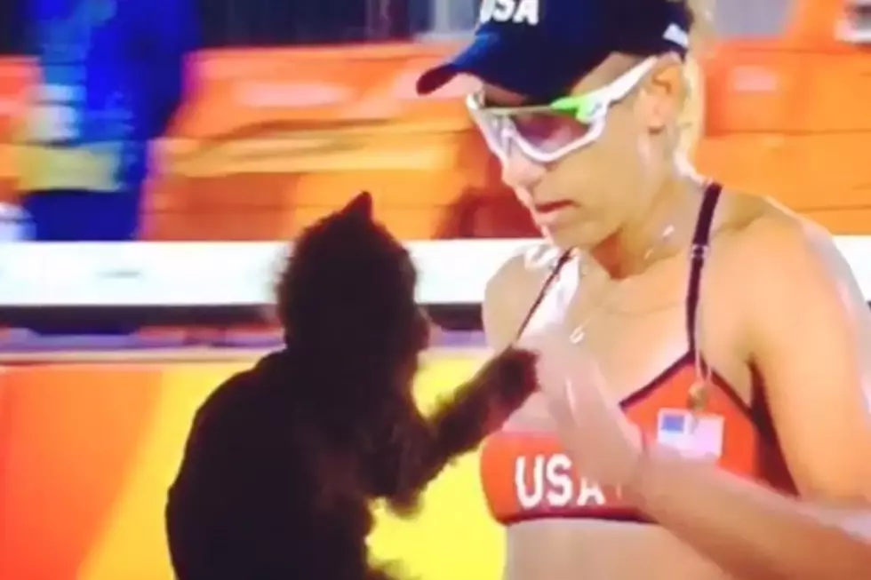 Even The Animals Are Watching The Olympics