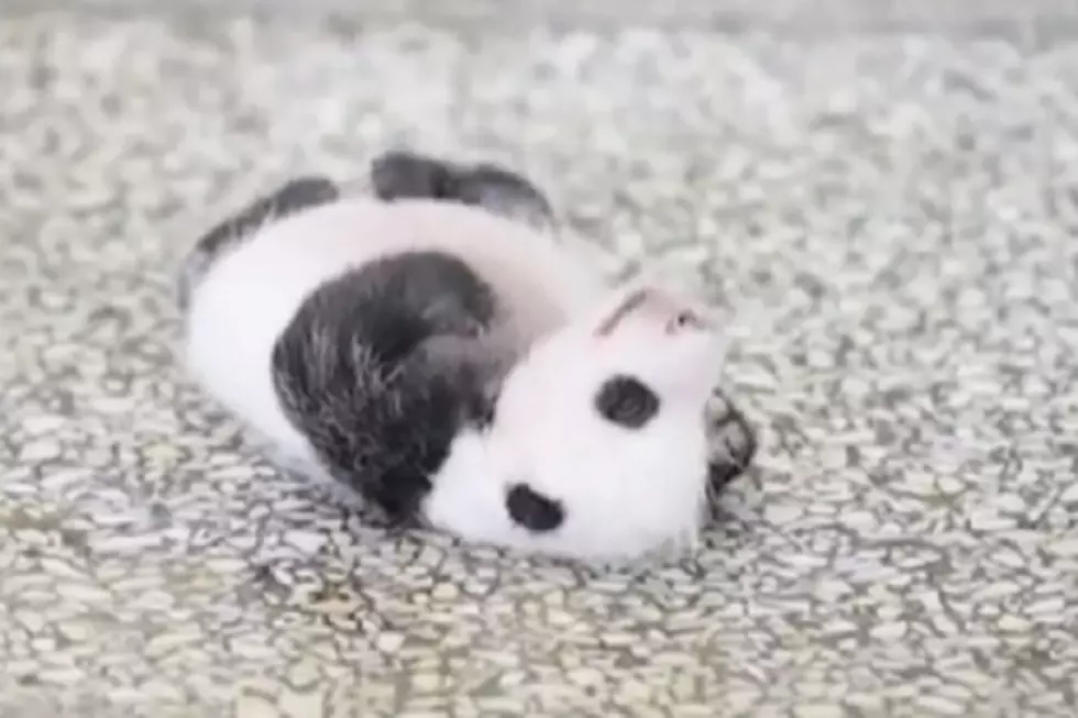 Ermahgerd: Baby  Panda Cuteness Destroying Internet