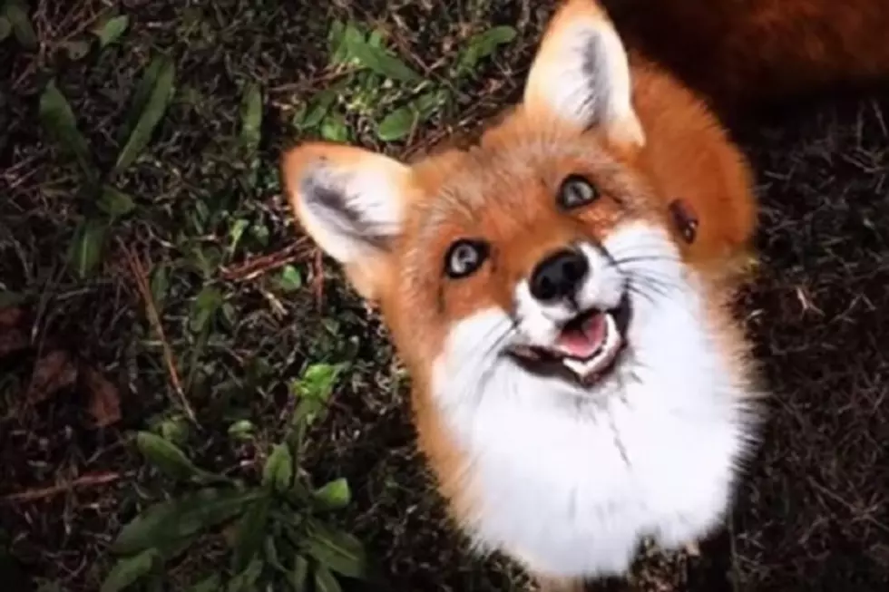Ermagherd! Domesticated Fox Will Make The Ladies Say AWWWW